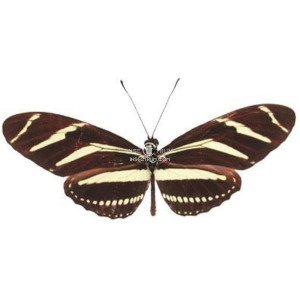 HELICONIUS CHARITHONIA VAZQUEZAE